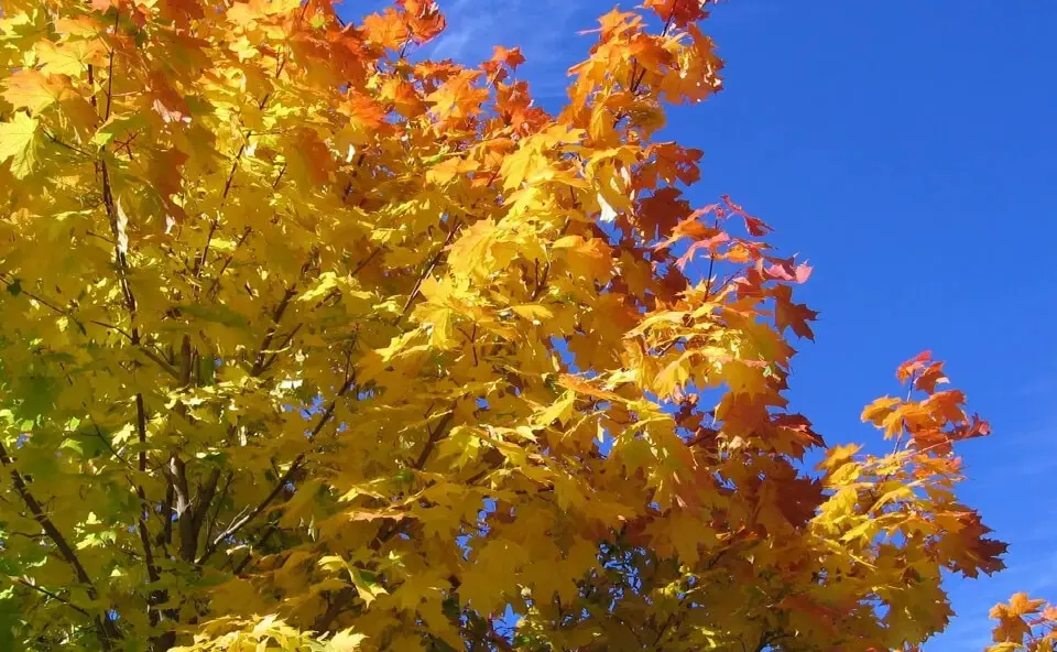 A tree with yellow leaves in the fall.