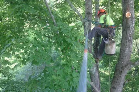 A man in yellow vest and safety harness on tree.