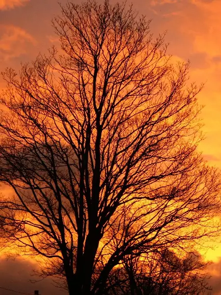 A tree is silhouetted against the sunset.