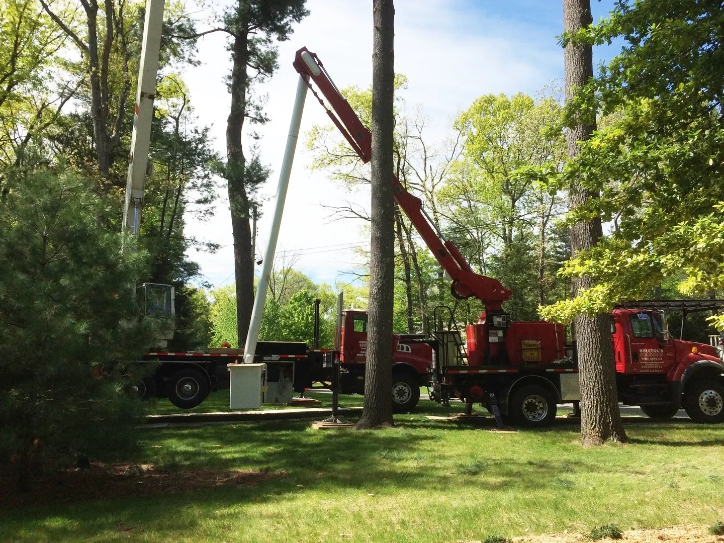 A crane is lifting up the tree to be cut down.