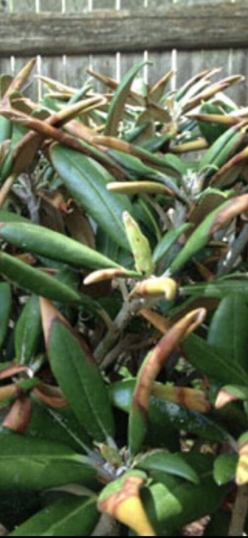 A close up of some leaves on the ground