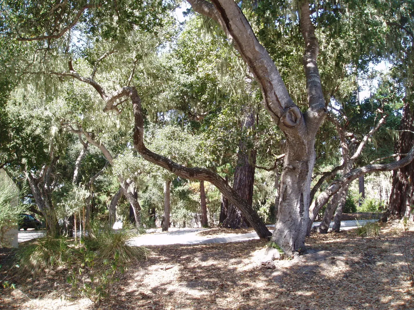 A grove of trees in the middle of a forest.